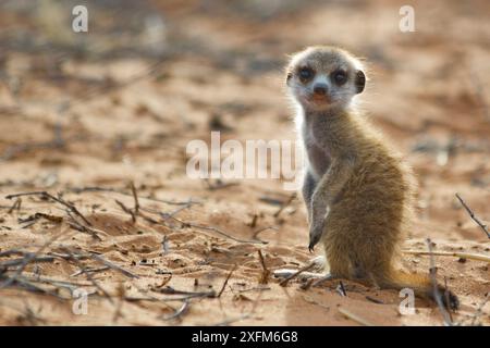 Suricata suricatta dans le désert du Kalahari, Afrique du Sud. Banque D'Images