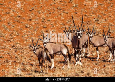 Troupeau de Gemsbok / Oryx (Oryx gazella), plusieurs jeunes et un mâle adulte, sur le sable des dunes orange profond dans le désert du Namib, Namibie. Banque D'Images