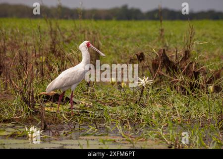 Spatule africaine (Platalea alba) sur la plaine inondable du parc national de Gorongosa, Mozambique. Banque D'Images