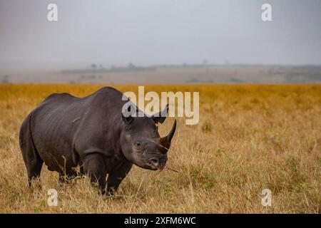 Le rhinocéros noir (Diceros bicornis) pèle dans la savane de la réserve Maasai Mara, au Kenya. Banque D'Images