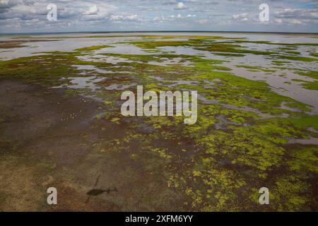 Vue aérienne de la bordure du lac Urema avec ombre d'hélicoptère, le Parc National de Gorongosa, au Mozambique en juin 2016 Banque D'Images