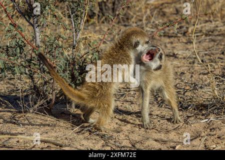 Suricata (Suricata suricatta) deux chiots playfight dans le désert du Kalahari, Afrique du Sud. Banque D'Images