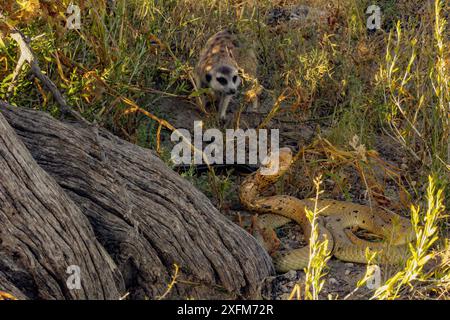 Suricate (Suricata suricatta) battant un cobra du Cap (Naja nivea) dans le désert du Kalahari, Afrique du Sud Banque D'Images