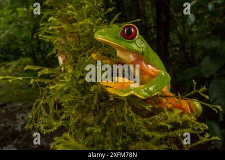 Gliding tree frog (Agalychnis spurrelli) l'ascension d'une vigne à Las Cruces Biological Station, Costa Rica. Banque D'Images