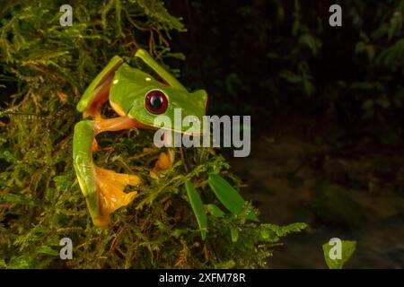 Gliding tree frog (Agalychnis spurrelli) l'ascension d'une vigne à Las Cruces Biological Station, Costa Rica. Banque D'Images