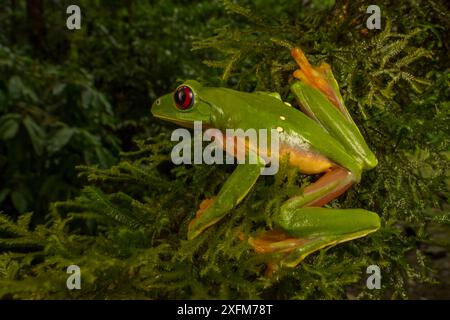 Gliding tree frog (Agalychnis spurrelli) l'ascension d'une vigne à Las Cruces Biological Station, Costa Rica. Banque D'Images