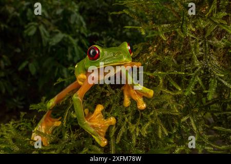 Gliding tree frog (Agalychnis spurrelli) l'ascension d'une vigne à Las Cruces Biological Station, Costa Rica. Banque D'Images