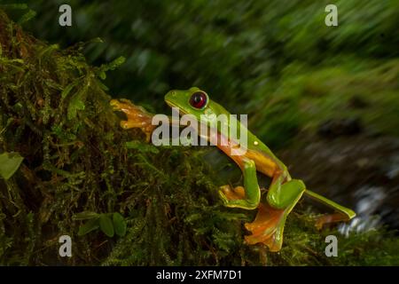 Gliding tree frog (Agalychnis spurrelli) l'ascension d'une vigne à Las Cruces Biological Station, Costa Rica. Banque D'Images