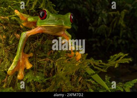 Gliding tree frog (Agalychnis spurrelli) l'ascension d'une vigne à Las Cruces Biological Station, Costa Rica. Banque D'Images