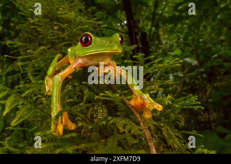 Gliding tree frog (Agalychnis spurrelli) l'ascension d'une vigne à Las Cruces Biological Station, Costa Rica. Banque D'Images