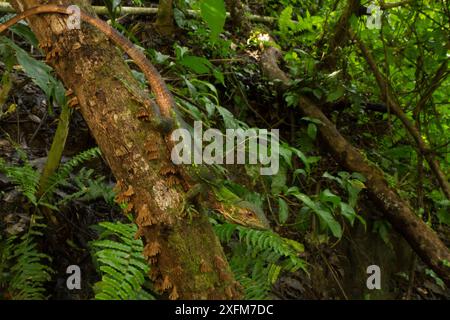 Iguane noir (Ctenosaurus similis) juvénile. Les juvéniles de cette espèce sont arboricoles et très cryptiques afin d'éviter les prédateurs. Costa Rica Banque D'Images