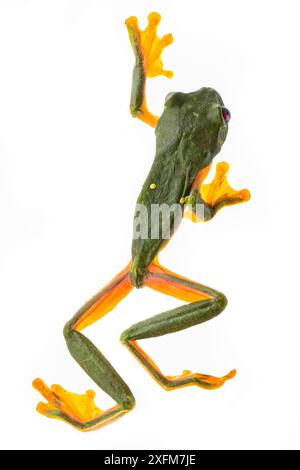 Grenouille planante (Agalychnis spurrelli) photographiée en studio à la station biologique de Las Cruces, Costa Rica. Banque D'Images