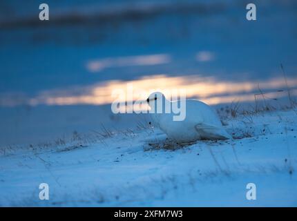 Svalbard ptarmigan (Lagopus muta hyperborea) en hiver à Svalbard, Norvège avril. Banque D'Images