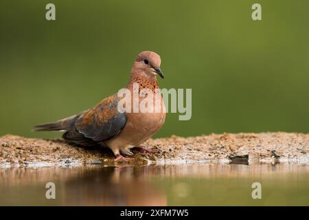 Colombe riante (Spilopelia senegalensis) Zimanga, Afrique du Sud Banque D'Images