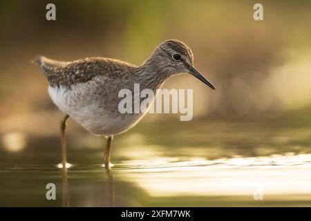 Piper de sable en bois (Tringa glareola) Wading, Zimanga, Afrique du Sud Banque D'Images