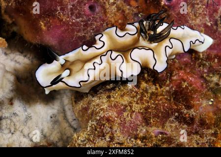 Doriprismatica à marge noire (Doriprismatica atromarginata) Baie d'Aljui, Raja Ampat, Papouasie occidentale, Indonésie. Banque D'Images