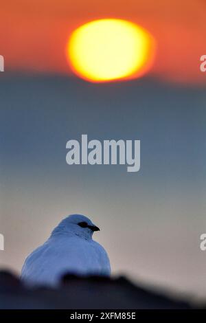 Svalbard ptarmigan (Lagopus muta hyperborea) en hiver à Svalbard, Norvège avril. Banque D'Images