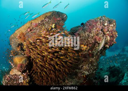 École de balayeuses dorées/pygmées (Parapriacanthus ransonneti), et d'autres poissons, abritant autour d'une tête de corail détroit de Dampier, Raja Ampat, Papouasie occidentale, Indonésie. Banque D'Images