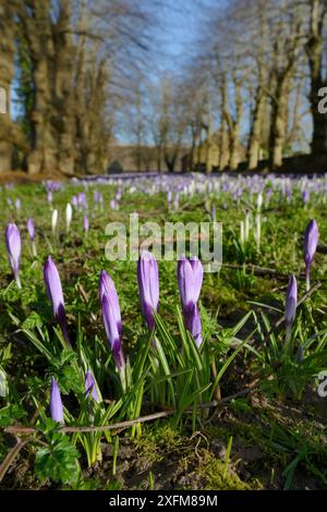 Tapis de Crocus Crocus vernus (Néerlandais) la floraison au début du printemps, Wiltshire, Royaume-Uni, Fenruary. Banque D'Images