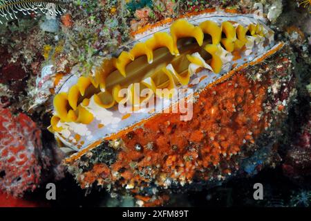 Huître épineuse variable (Spondylus varius) Rinca, Parc national de Komodo, Indonésie. Banque D'Images