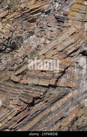 Chevron plis des couches de grès et de shale dans Millook rock Haven falaises, Cornwall, UK, avril 2014. Banque D'Images