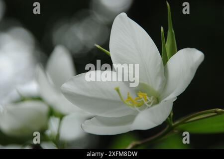 Shwetkanchan (Bauhinia blanc nain) est un arbre à feuilles caduques mesurant jusqu'à 3 mètres de haut. Les feuilles mesurent 10-15 cm de long et 7-12 cm de large. Apex foliaire bipartite, lisse, l Banque D'Images