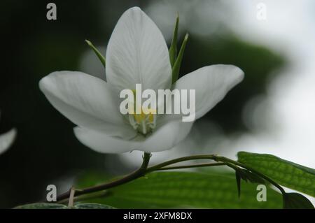 Shwetkanchan (Bauhinia blanc nain) est un arbre à feuilles caduques mesurant jusqu'à 3 mètres de haut. Les feuilles mesurent 10-15 cm de long et 7-12 cm de large. Apex foliaire bipartite, lisse, l Banque D'Images