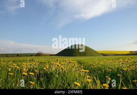 Silbury Hill, un tumulus néolithique chalk artificiel, l'un des plus grand tumulus préhistoriques, entouré par la floraison des pissenlits (Taraxacu Banque D'Images