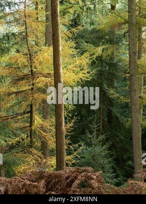 Forêt mixte à Mortimer Forest, Ludlow, Shropshire, Royaume-Uni Banque D'Images