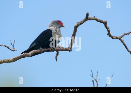 Pigeon bleu des Seychelles (Alectroenas pulcherrima), île de Praslin, République des Seychelles Banque D'Images