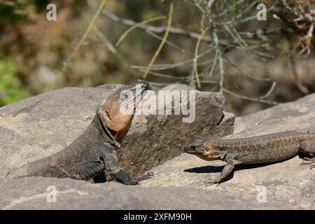 Lézards géants adultes et jeunes mâles de Gran Canaria (Gallotia stehlini) sur rocher volcanique, Gran Canaria, îles Canaries, juin. Banque D'Images