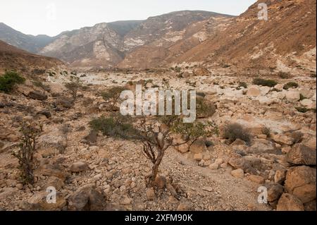 Désert du Wadi Hashir rocheux près de Al Mughsayl, Sultanat d'Oman, février. Banque D'Images