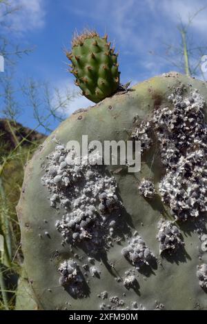 Insecte cochenille (Dactylopius coccus), colonie dense d'insectes écailleux dont le colorant rouge cochenille est extrait, sur feuille de cactus de poire Prickly / figue de Barbarie (Opuntia ficus-indica), Grande Canarie, Îles Canaries, juin. Banque D'Images