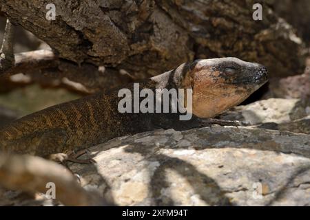 Lézard géant mâle de Gran Canaria (Gallotia stehlini) reposant sous un buisson à l'ombre à midi, Gran Canaria, Îles Canaries, juin. Banque D'Images