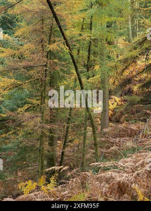 Forêt mixte à Mortimer Forest, Ludlow, Shropshire, Royaume-Uni Banque D'Images