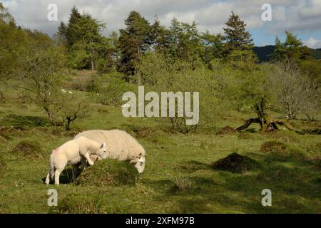 Moutons domestiques (Ovis aries) pâturant sur et autour des monticules de nid de fourmi de prairie jaune (Lasius flavus) sur une pente de prairie orientée sud, Brecon Beacons, pays de Galles, Royaume-Uni, mai. Banque D'Images