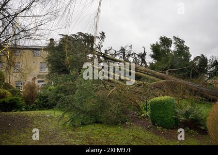 Le cèdre Deodar (Cedrus deodara) a soufflé dans une tempête, appuyé contre une maison, Wiltshire UK, mars 2016. Autorisation du propriétaire. Banque D'Images