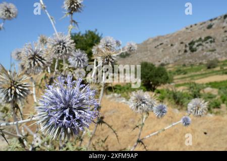 Chardon globe épineux (Echinops spinosissimus), Crète, Grèce, juillet. Banque D'Images