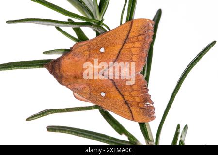 Papillons de prune (Odonestis pruni) Podere Montecucco, Orvieto. Italie. Juin. Banque D'Images
