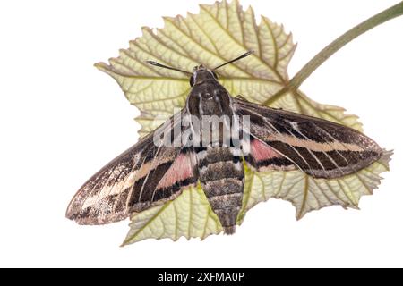 Faucon rayé (Hyles livornica) Podere Montecucco, Ombrie, Italie. Banque D'Images