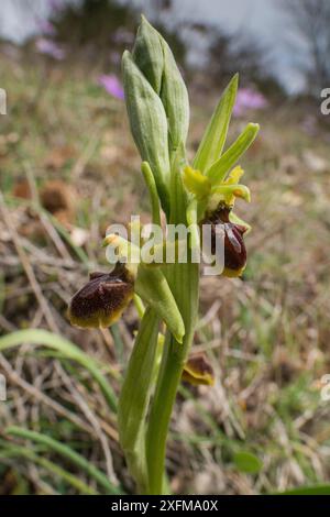 Petite orchidée araignée fleurie (Ophrys araneola) Mont Peglia, Ombrie, Italie, avril. Banque D'Images