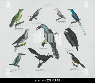 Lithographie vintage d'oiseaux. Piciformes. Linnaeus, 1758. Non. V , 1836 Der Grunspecht, Picus viridis, pic vert. Der Jmmenwolf, Merops Apiaster, mangeur d'abeilles. Der Wendehals, Jynx Torquilla, Eurasian Wryneck. Der Eisvogel, Alcedo Dea, kingfisher commun. Der Schwarzpecht, Picus martius, pic noir. Der Fratzenvogel, Scythrops Novae Hollandiae, Cuckoo à bec-de-canal. Der gemaine Guckguck, Cuculus canorus, coucou commun. Der europaische Eisvoge, Alcedo Jspida, mangeur d'abeilles européen. Der Madenfresser, Crotophaga Ani, ani à bec lisse, der Jacammar, Glabula viridis, Jacamar. Banque D'Images