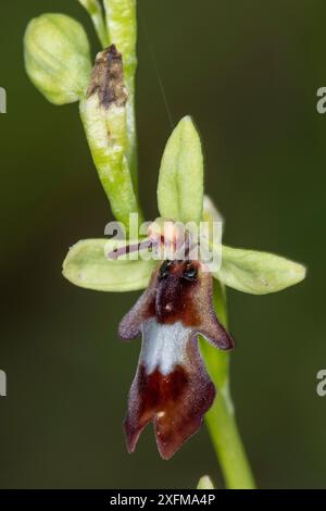 Orchidée de mouche (Ophrys insectifera) Sibillini près de Castellucio, Ombrie, Italie. Banque D'Images