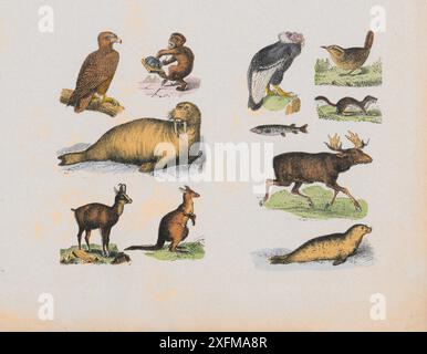 Lithographie couleur d'animaux sauvages et d'oiseaux. Partie III. Allemagne, 1870 aigle, singe, morse, antilope, kangourou, vautour, wren, martre, élan, joint Banque D'Images