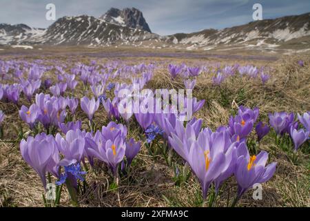 Printemps crocus (Crocus vernus) sur le Campo Imperatore, Abruzzo, Italie. Banque D'Images
