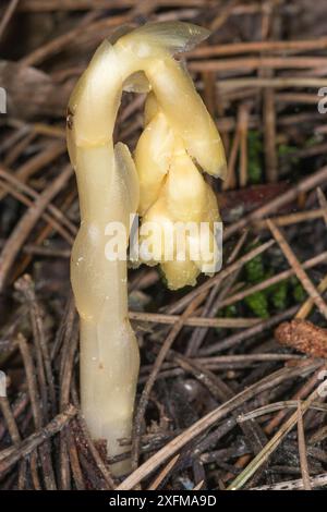 Nid d'oiseau jaune / pipe du Hollandais (Monotropa hypopitys) fleur poussant dans des aiguilles de pin. Cette espèce est parasite sur les champignons. Forca D'Ancarano, Norcia, Ombrie, Italie. Juin. Banque D'Images