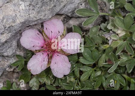 Fleur de quintuple rose (Potentilla nitida), Passo di Valparola, près de Cortina, Dolomites, Vénétie, Italie. Juillet. Banque D'Images