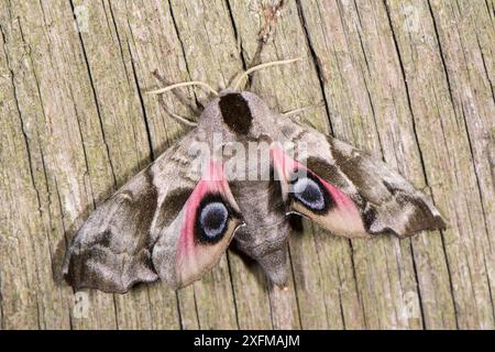 Teigne faucon à yeux (Smerinthus ocellata) Podere Montecucco, Orvieto, Italie Banque D'Images