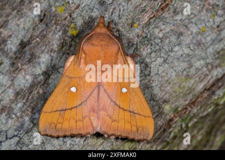 Papillons de prune (Odonestis pruni) Podere Montecucco, Orvieto, Italie. Juin. Banque D'Images