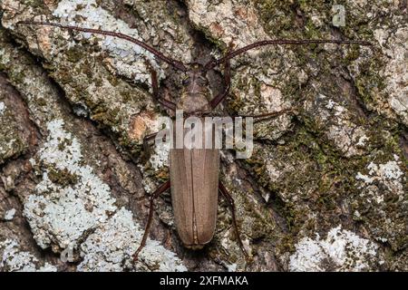 Grand coléoptère du capricorne (Cerambyx cerdo) femelle camouflée sur écorce, Italie, juillet. Banque D'Images